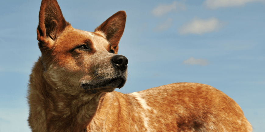 Come il contesto modella il comportamento del cane-1