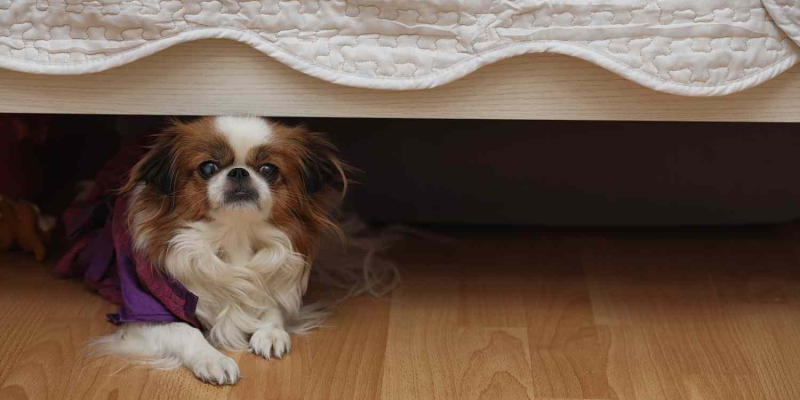 come aiutare il cane durante i botti di fine anno